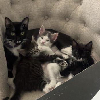 Cat Cafe Rescue - Cat and Kittens - Pet Adoption Near Me - Chino Hills, California Cat Cafe Rescue - Cat and Kittens - Pet Adoption Near Me - Chino Hills, California