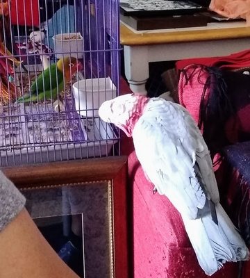 Canoga Discount Birds by null