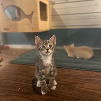 Brooklyn Cat Cafe - Pet Adoption Near Me - Brooklyn, New York Brooklyn Cat Cafe - Pet Adoption Near Me - Brooklyn, New York