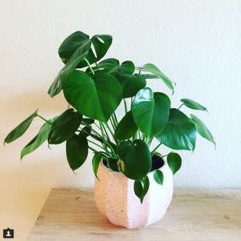 Plants Y'all - Floral Designers Near Me