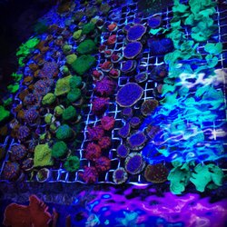 Saltwater Solutions - Make an appointment to see the coral grow and shop for coral frags!