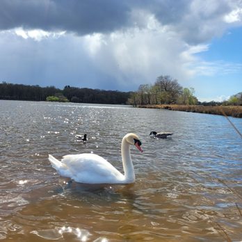 Richmond Park - Swan at the pond - Parks Near Me - Richmond, XGL Richmond Park - Swan at the pond - Parks Near Me - Richmond, XGL