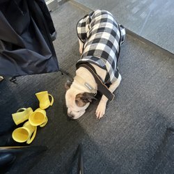 Baldwin Public Library - My service dog being polite and respectful while I'm on a Zoom call inside a small enclosed meeting room.