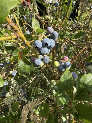 Larsen Lake Blueberry Farm by null