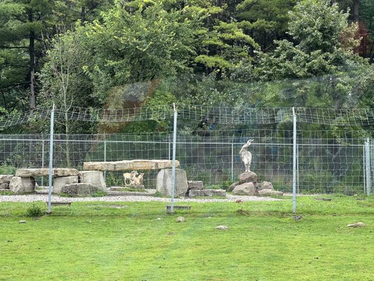 African Lion Safari by null