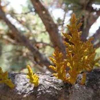 Cutting Edge Tree Worx - Dwarf Mistletoe - Tree Services Near Me