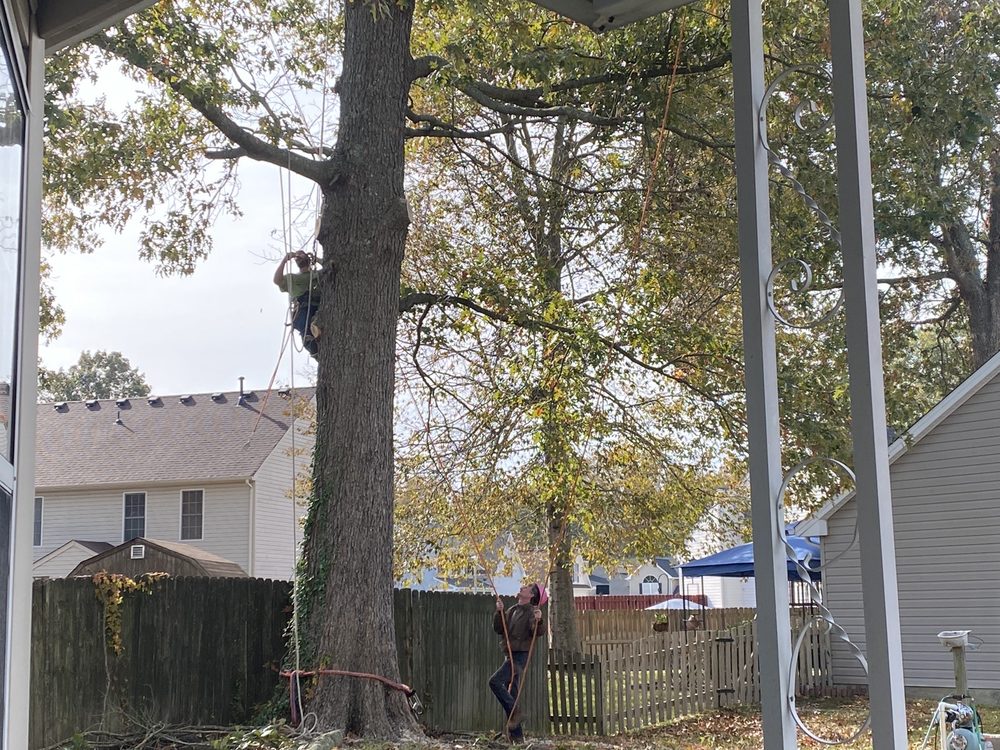 TREES R US 27 Photos 113 Hunter Rd, Newport News, Virginia Tree