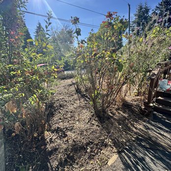 Gopher’s Lawn Care - Pruned bushes - Lawn Services Near Me - Portland, Oregon Gopher’s Lawn Care - Pruned bushes - Lawn Services Near Me - Portland, Oregon