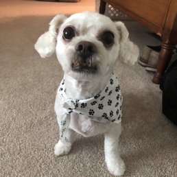 All clean and shaved for summer! All clean and shaved for summer!