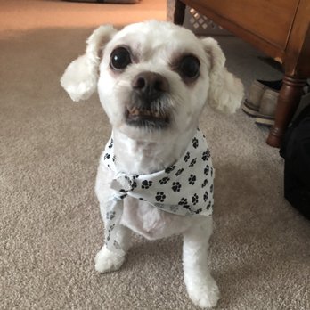 ShowFur Mobile Dog Grooming - All clean and shaved for summer! - Pet Groomers Near Me ShowFur Mobile Dog Grooming - All clean and shaved for summer! - Pet Groomers Near Me