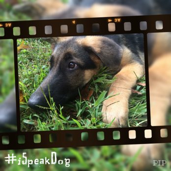 Choices Pet Sitters - Professional puppy socialization and care - Pet Sitting Near Me Choices Pet Sitters - Professional puppy socialization and care - Pet Sitting Near Me