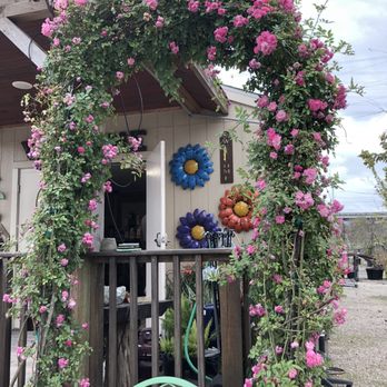 RCW Nurseries - Peggy Martin Climbing Rose - Nurseries & Gardening Near Me - Houston, Texas