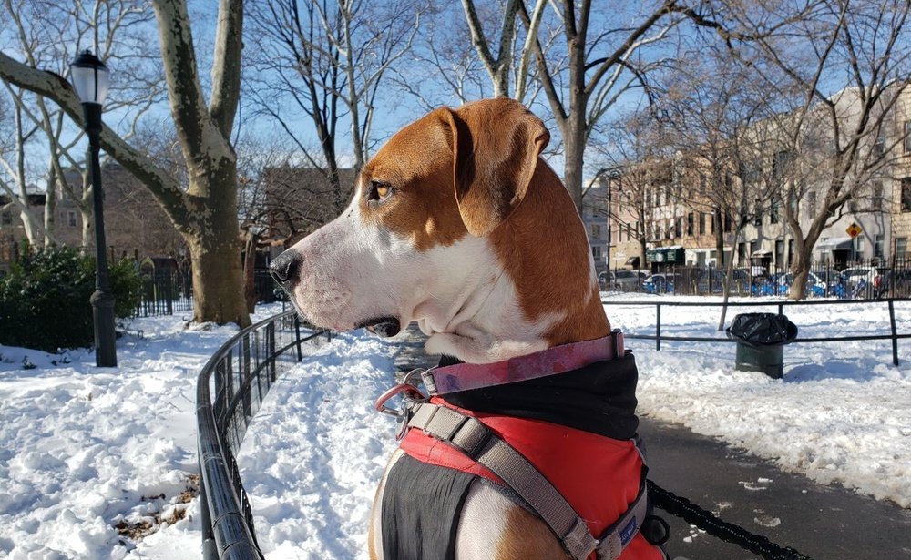 BROOKLYN BONE DOG WALKERS 14 Photos 216 E 10th St, New York, New