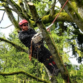 Ballard Tree Service - Tree Services Near Me - Seattle, Washington Ballard Tree Service - Tree Services Near Me - Seattle, Washington