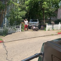 Pigs!! Pigs!!
