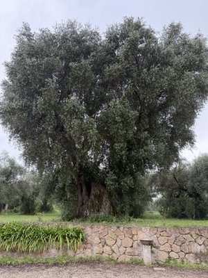 Villa Adriana by null
