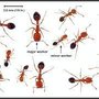 Photo of 2nd Generation Pest Control