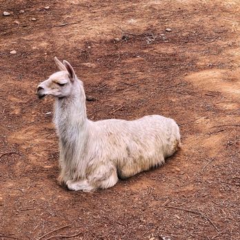 Sequoia Park Zoo - Inca the Llama! - Zoos Near Me - Eureka, California