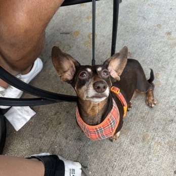 Pawn Shop Pub - Pup enjoying the patio - Pubs Near Me - Indianapolis, Indiana Pawn Shop Pub - Pup enjoying the patio - Pubs Near Me - Indianapolis, Indiana