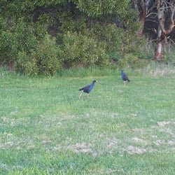 Parks Victoria Jells Park - Wild birds