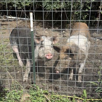 Skipley Farm - Resident pigs - Nurseries & Gardening Near Me - Snohomish, Washington