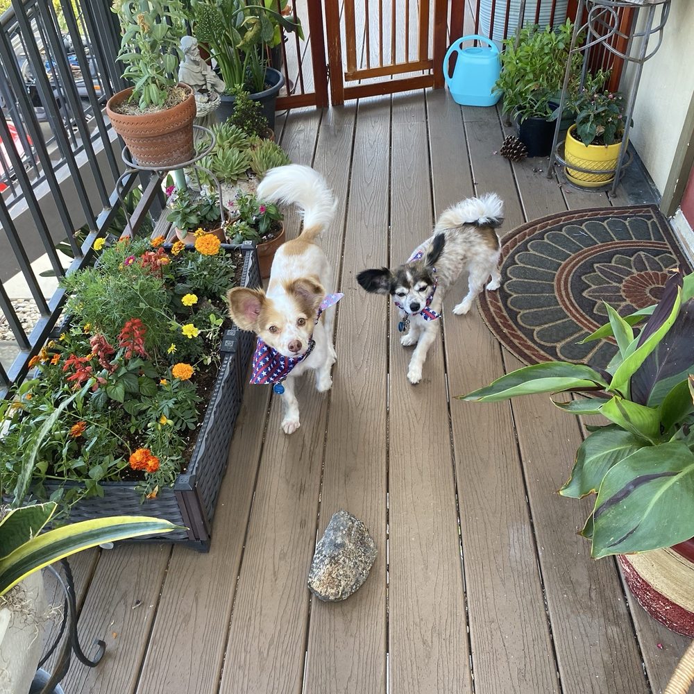 City Dog - Buddy and Dahlia  right after their bath today - Pet Stores Near Me - San Diego, California