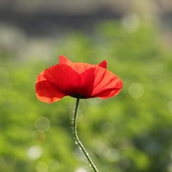 Artisanal Wine Cellars - Veterans Day poppy