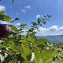 Photo of The Orchard At Altapass