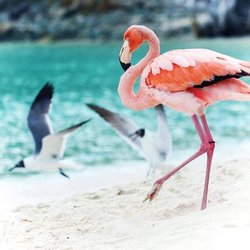 Caribbean Villas & Resorts