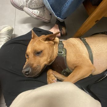 VEG ER for Pets - Emergency Pet Hospital Near Me - Winter Park, Florida VEG ER for Pets - Emergency Pet Hospital Near Me - Winter Park, Florida