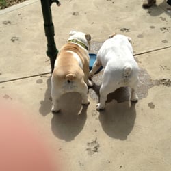 North Park Dog Park - Enjoying a drink at North Park Dog Park after a big romp!