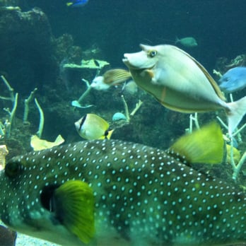 Seattle Aquarium - Aquariums Near Me - Seattle, Washington Seattle Aquarium - Aquariums Near Me - Seattle, Washington