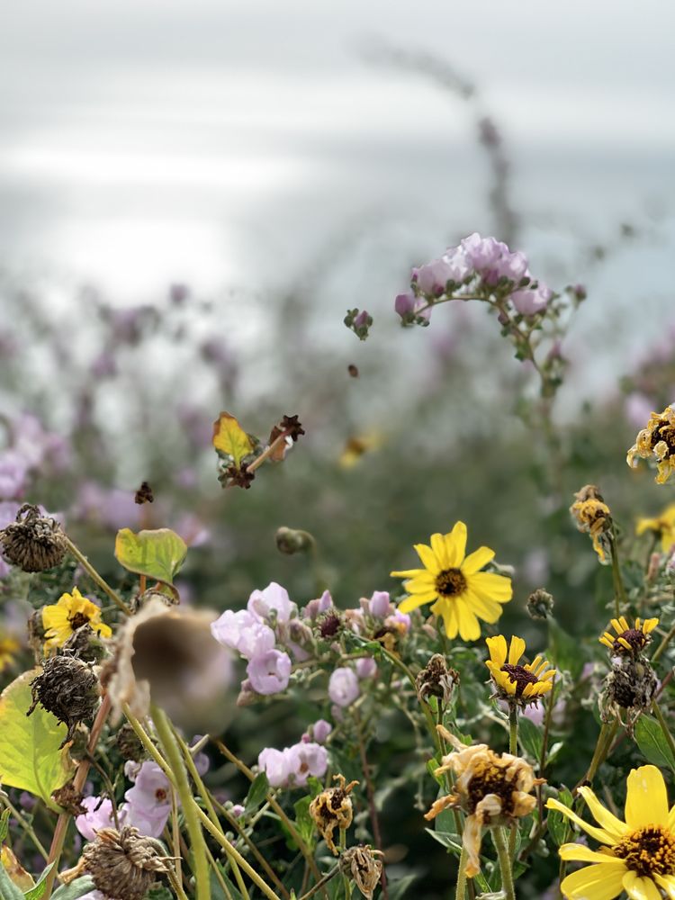 POINT LOMA TIDE POOLS Updated July 2025 951 Photos & 136 Reviews