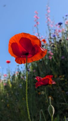 Sunnylands Center & Gardens by null