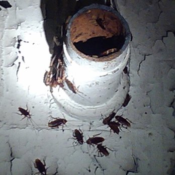 Best Pest Control Services - Pest Control Near Me - Somerville, Massachusetts