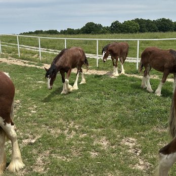 Warm Springs Ranch - In another pasture are the mares and their foals sums still nursing  the young ones are under six months old and absolutely adorable babies - Tours Near Me - Boonville, Missouri