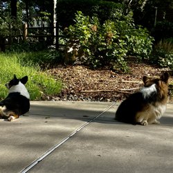 Animal House Services - Two wonderful pups I walk.
