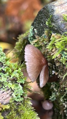 Billy Frank Jr. Nisqually National Wildlife Refuge by null