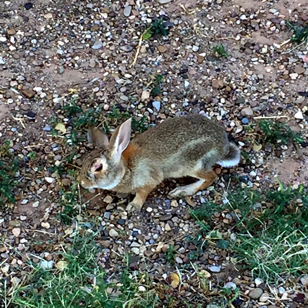 Tucumcari KOA - Rabbits! - Campgrounds Near Me - Tucumcari, New Mexico Tucumcari KOA - Rabbits! - Campgrounds Near Me - Tucumcari, New Mexico