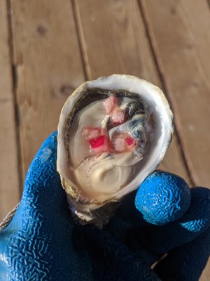 Morro Bay Oyster Company by null