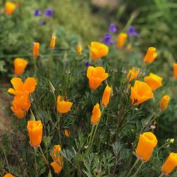 Harford Springs Reserve - March 2019