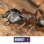 Photo of Budget Exterminating
