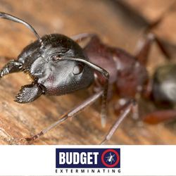 Budget Exterminating