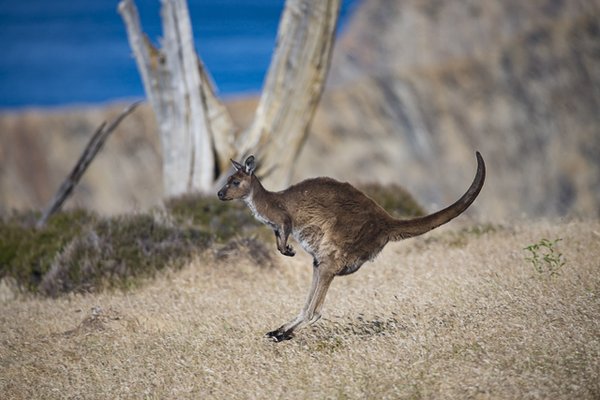 Exceptional Kangaroo Island by null