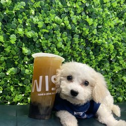 Mr Wish - Cold Honey Lemon Green Tea