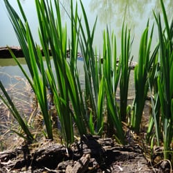 Parc du Confluent Garonne Ariège - Il y a bien une grenouille au premier plan ^^