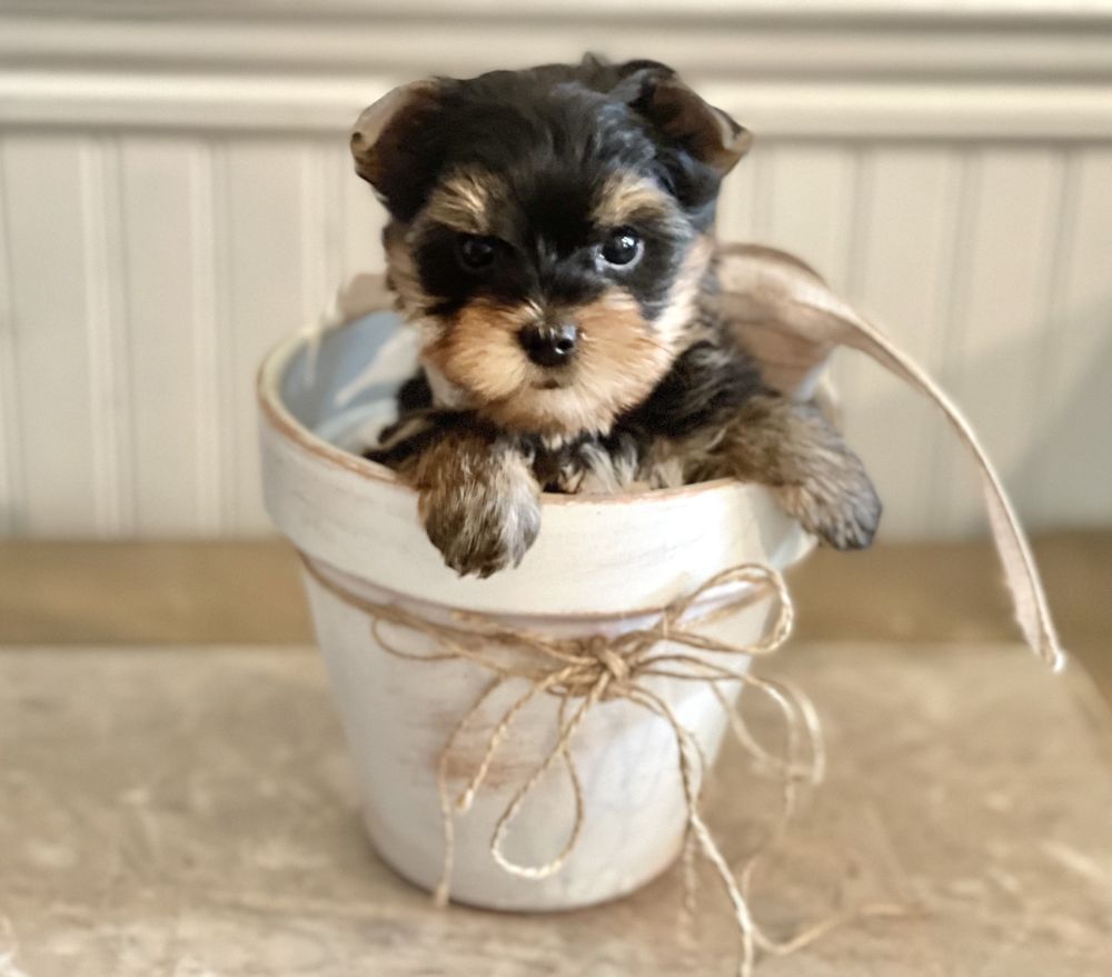 BLUFF CITY YORKIES Updated August 2024 Request Information 29 Photos Memphis, Tennessee