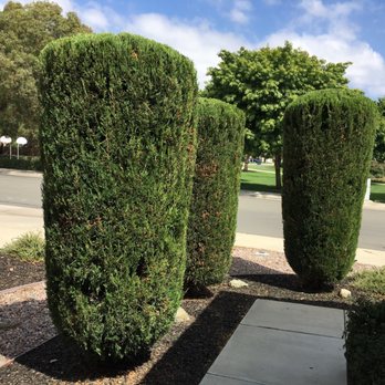 Quality Tree Service - Always a gorgeous job cleaning up these junipers! - Tree Services Near Me