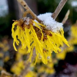Spring Hill Nursery & Gardens - Witch hazel blooms are always a welcome sight to see.