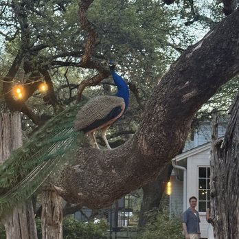 Mattie's - American Near Me - Austin, Texas